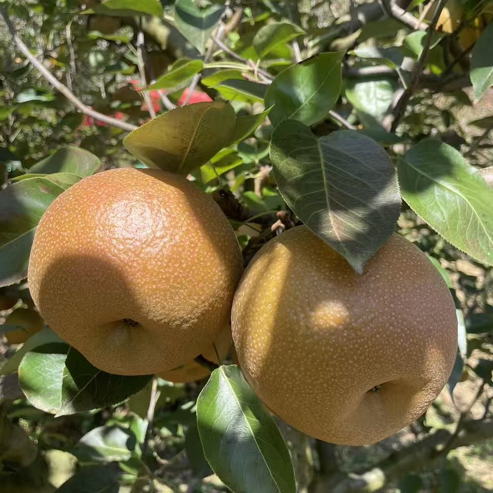 【苏福亚梨园】当日现摘梨王2枚装，