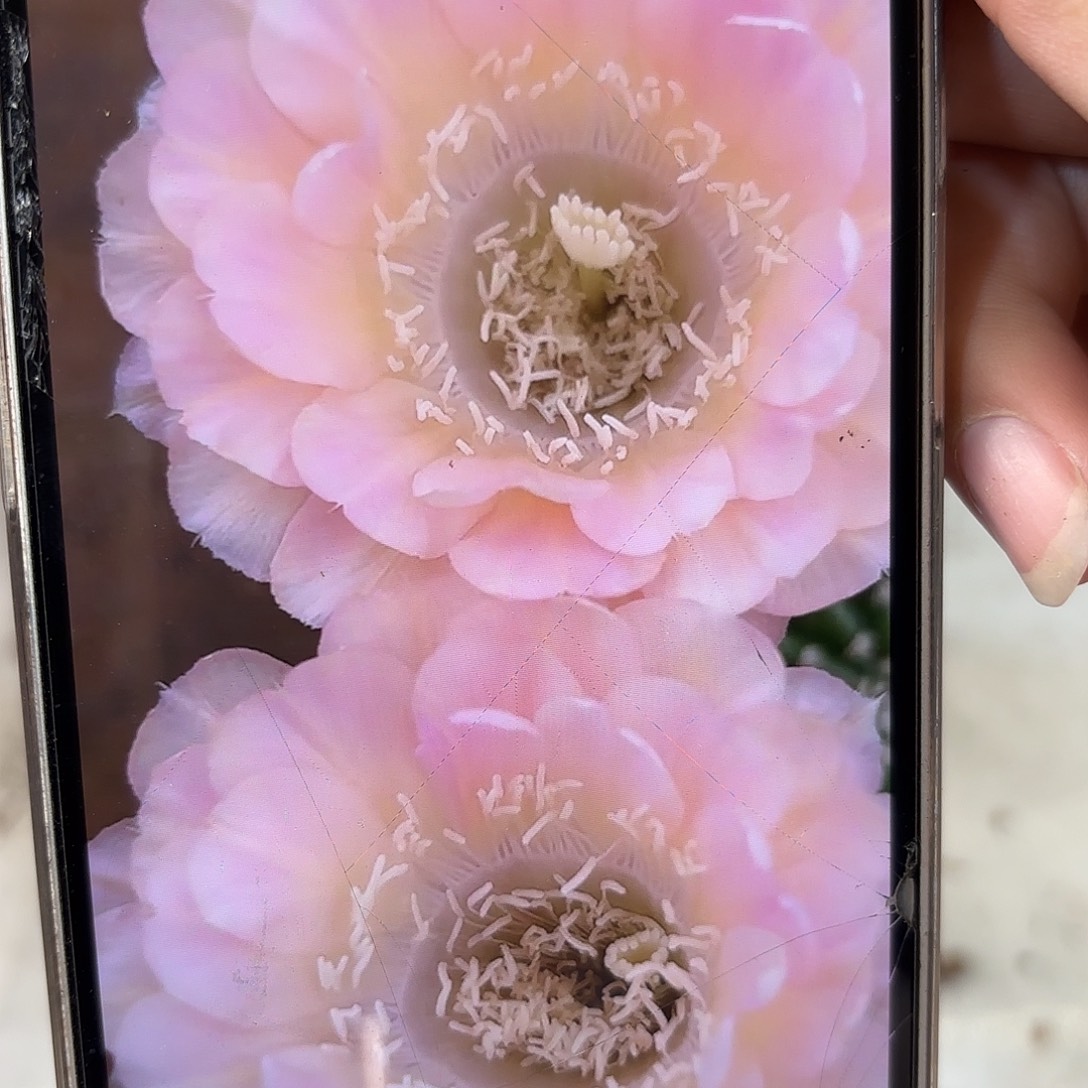 彩草40号侧牙6公分左右