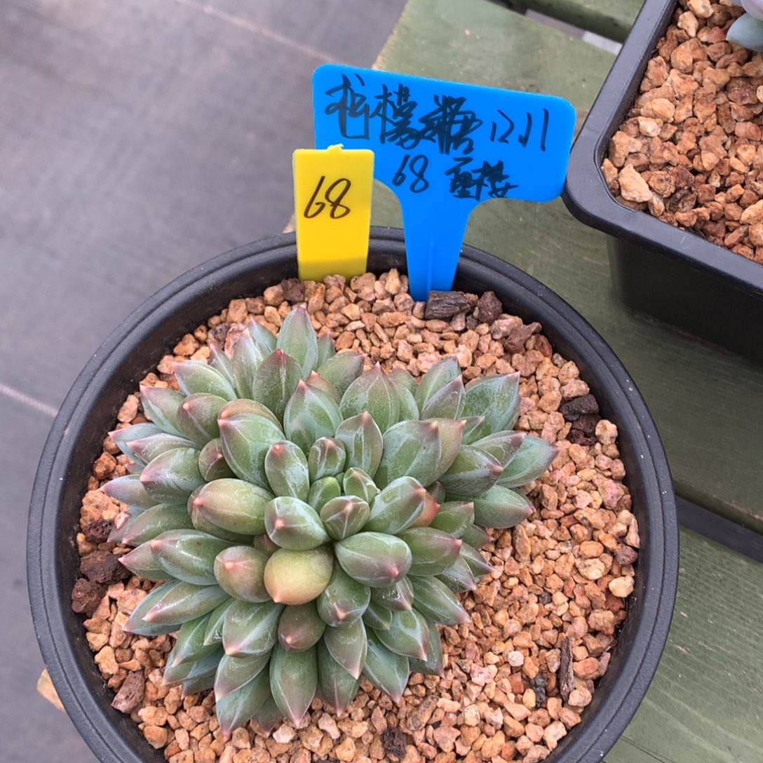 柠***糖我们家的小仙女们