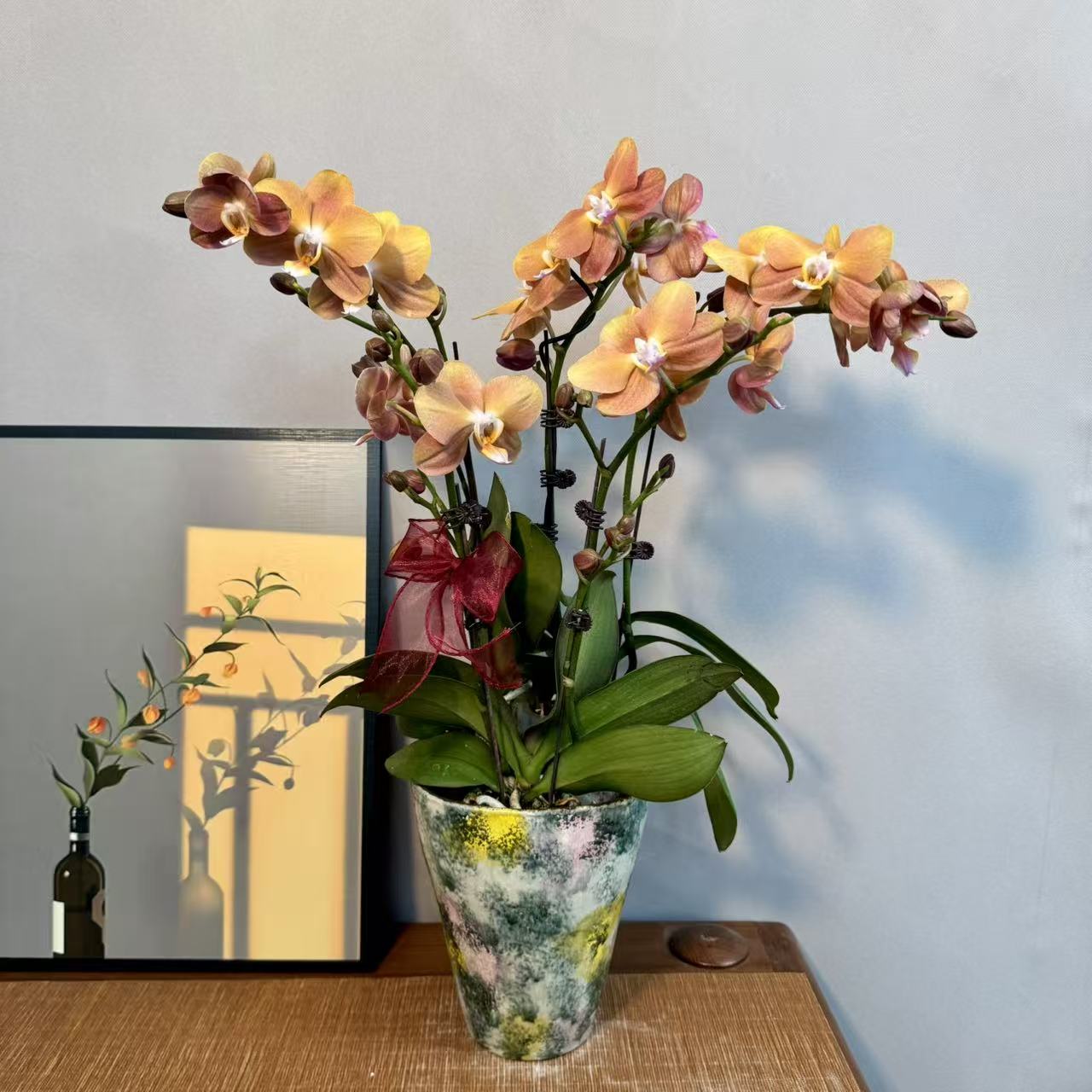 蝴蝶兰【摩纳哥】黄色稀有品种高品质室内高端绿植花卉商务礼品花