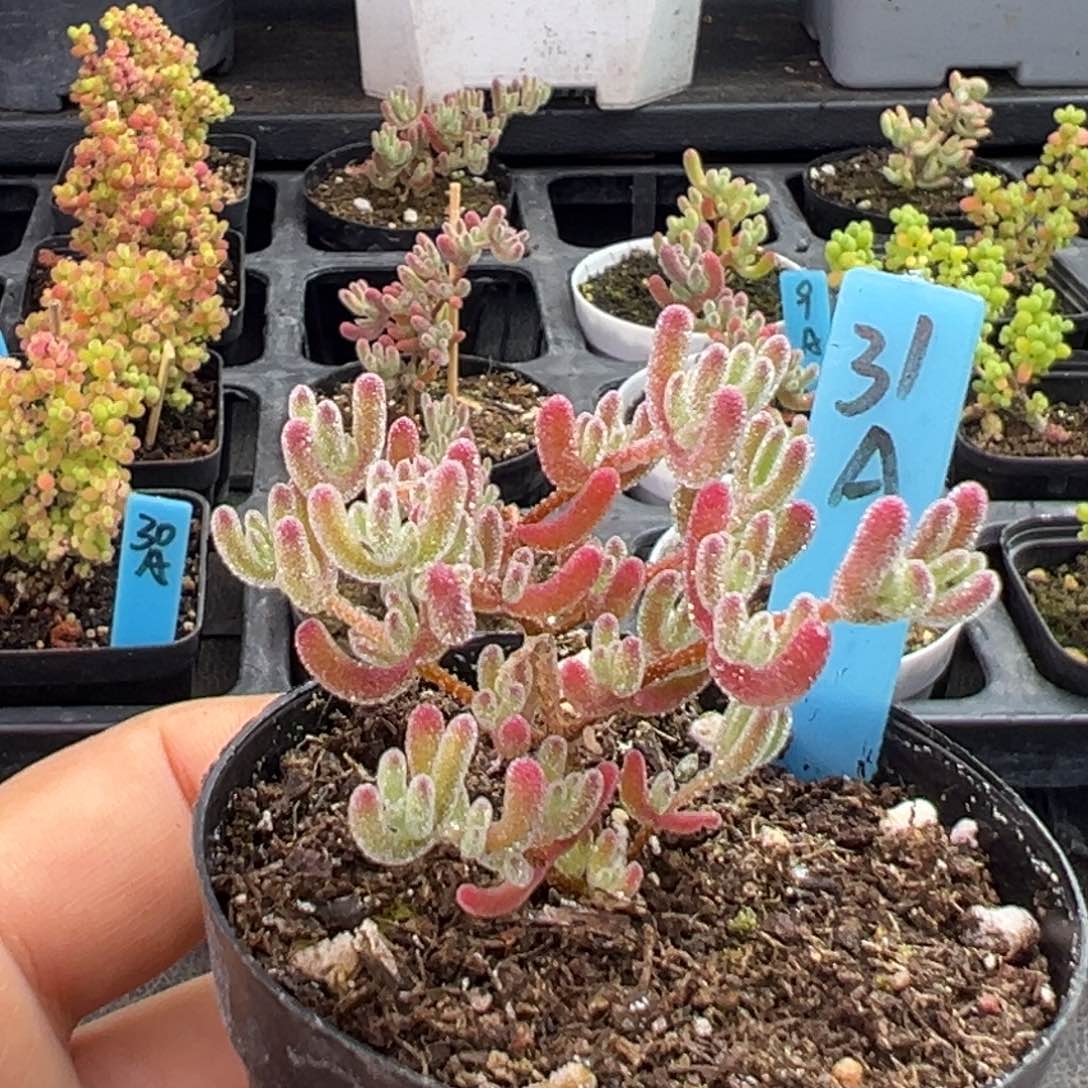 冰紫31号一物一拍