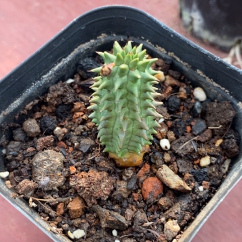 海胆大戟1仙人球