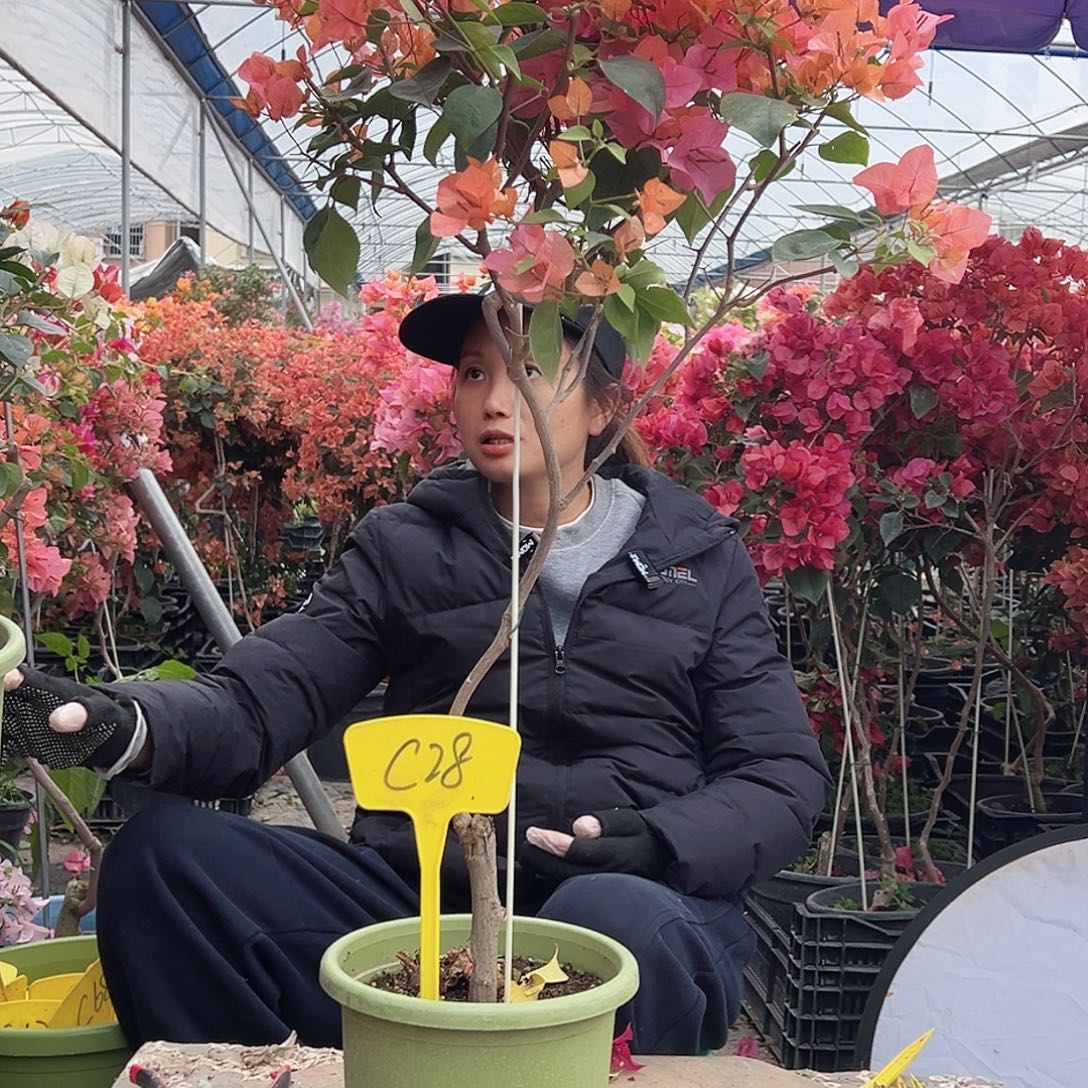 兰***草大部分花苞少量开放C28波妹