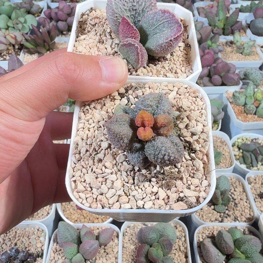 小***子猪肝荔枝皮           