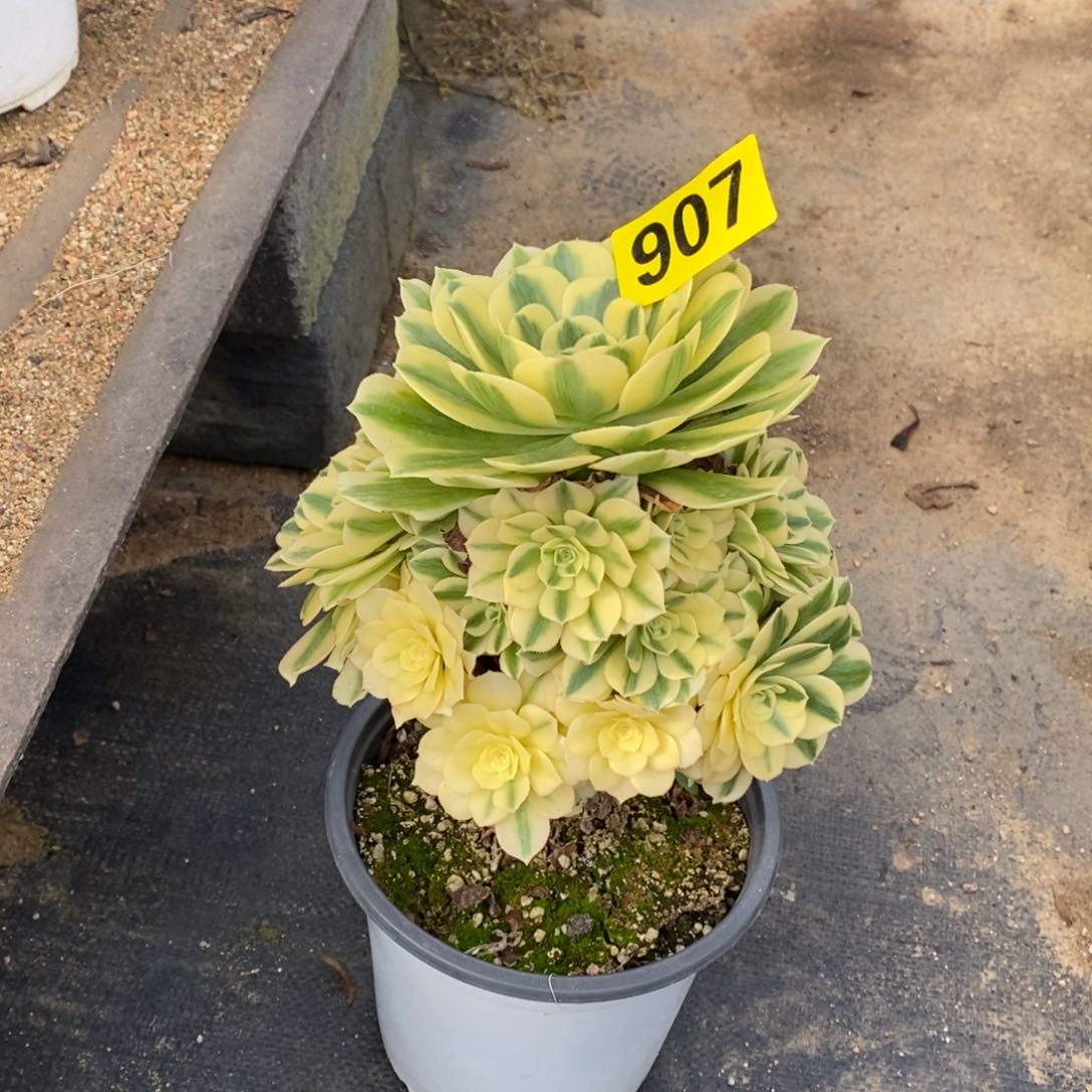 迈巴赫多肉法师907