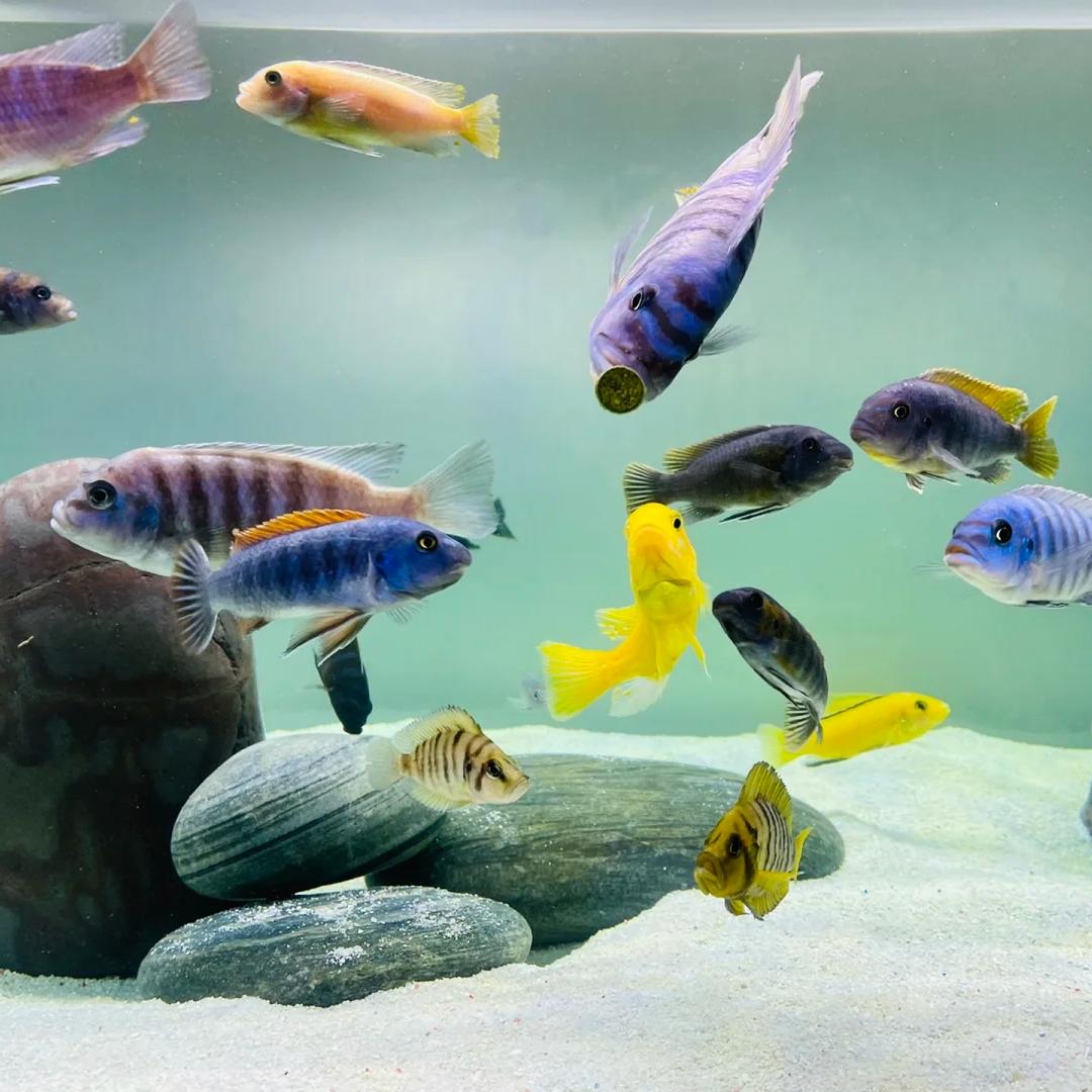 绮梦鱼语阁直播间补差链接