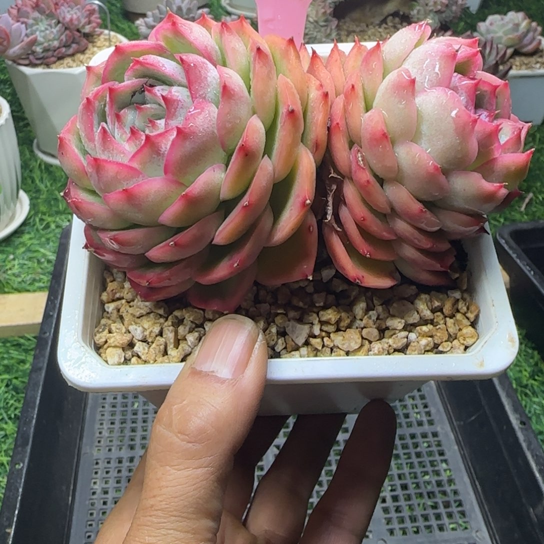 锦安精品多肉植物240