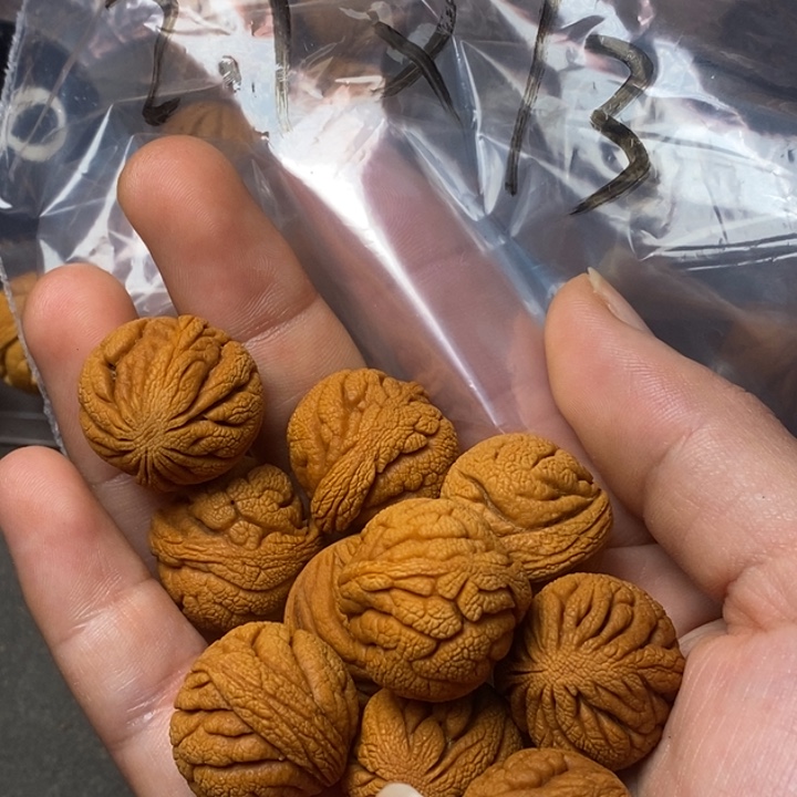 木质类秦岭山桃核