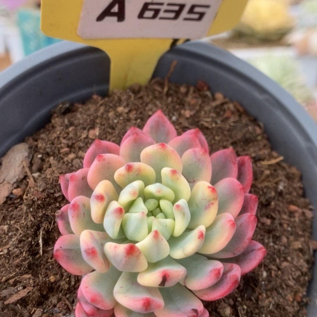 635蓝苹果锦锦锦锦锦锦锦