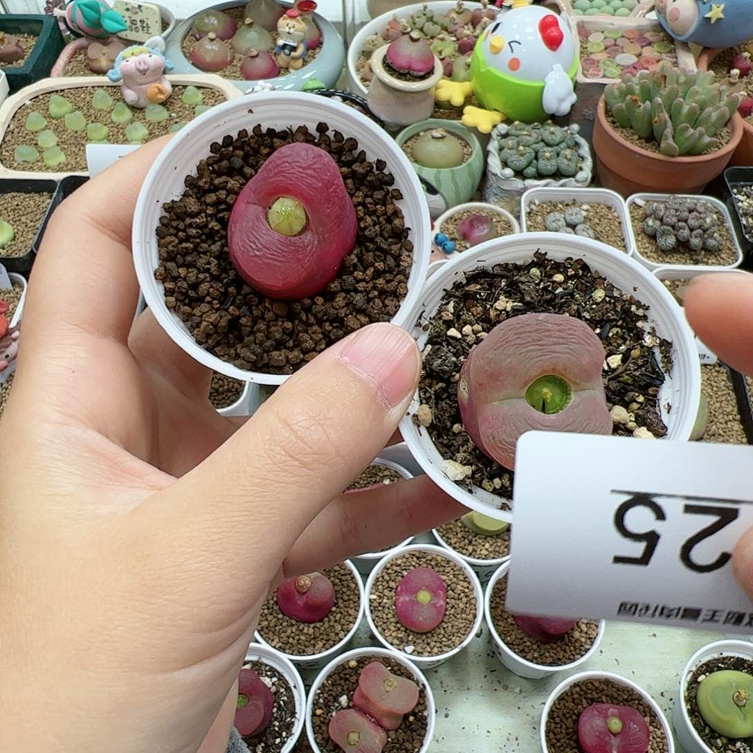 【闪购商品】栗****?125 带盆
