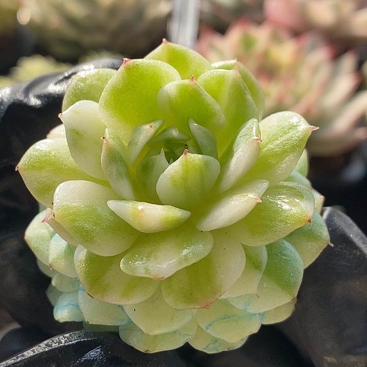 静夜锦花脸拉丝无根