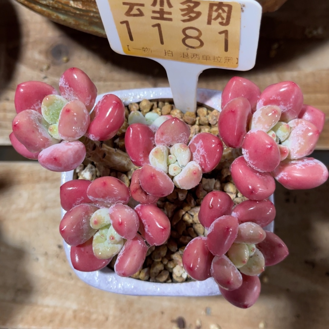 云尘多肉一物一拍不含盆1181
