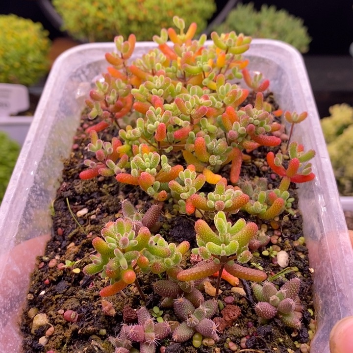 无花朵255混合切糕（十个品种）。   