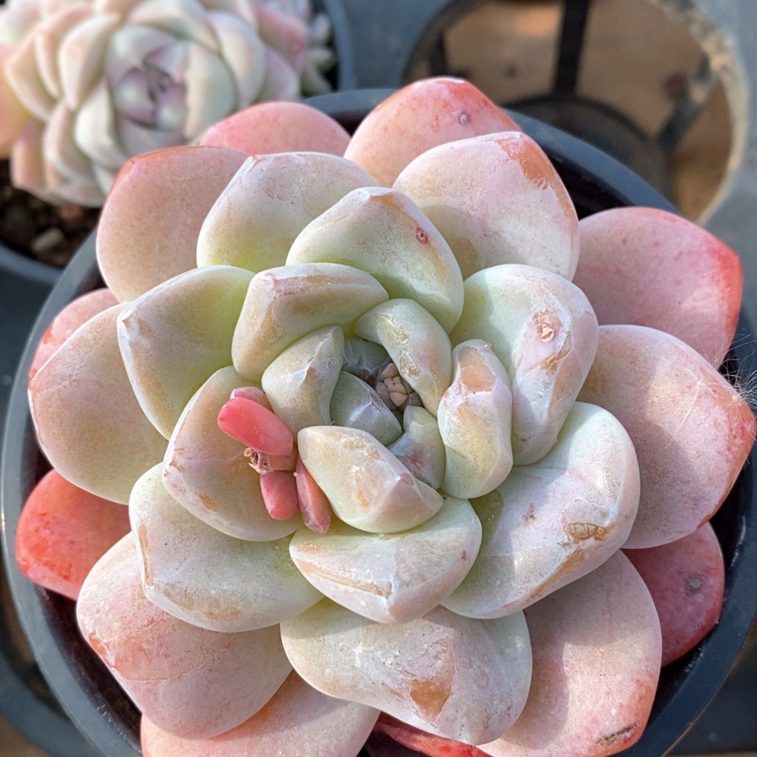 精品多肉一物一批不包整711