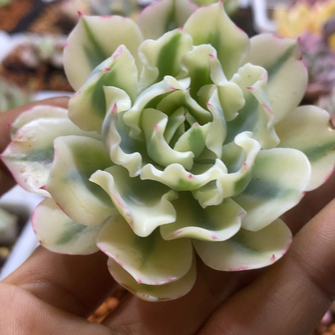 海啸锦头盖 带小仔