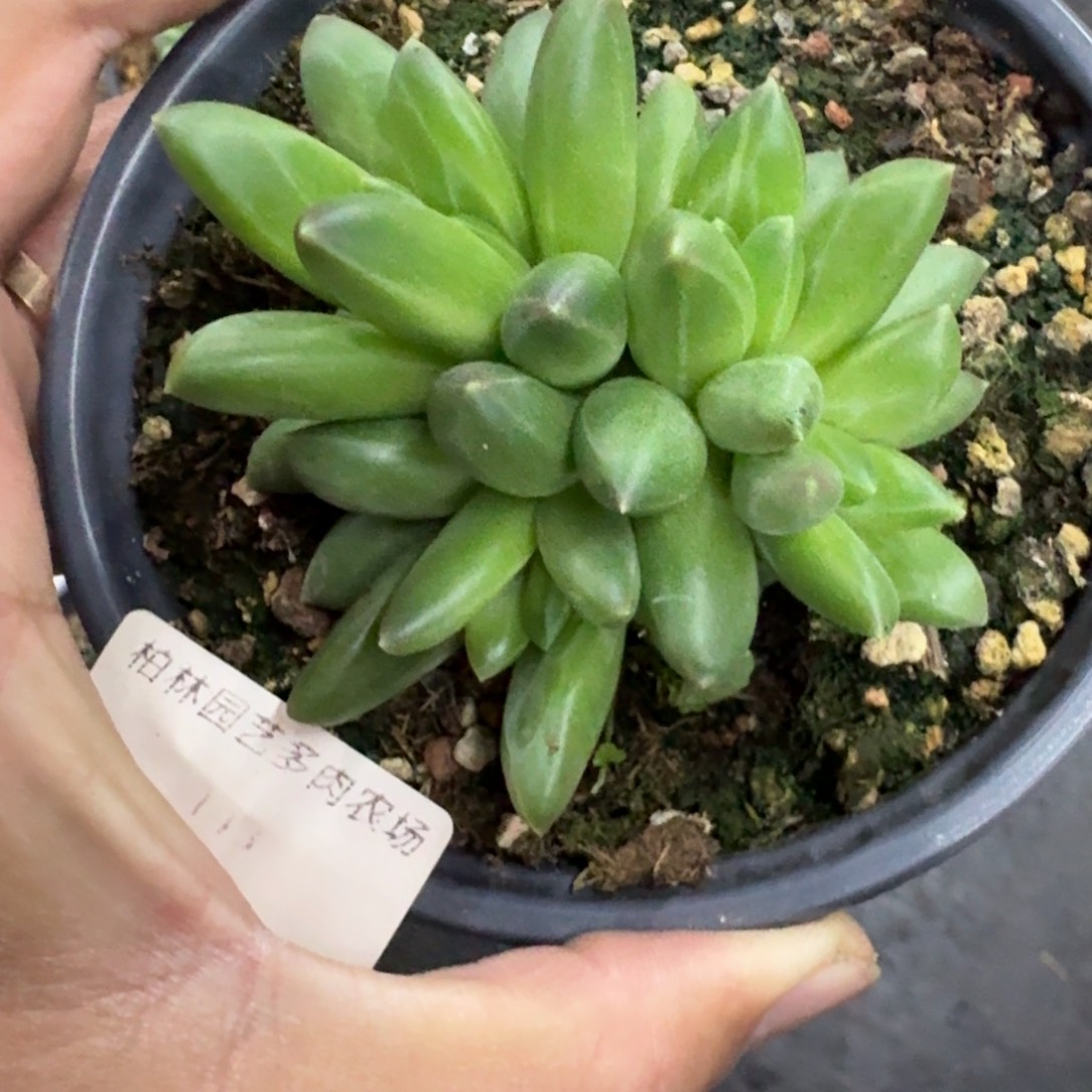 领航员 冰晶翡翠 一物一拍