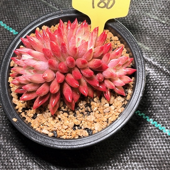 月***妆虞美人180号码牌子的话题