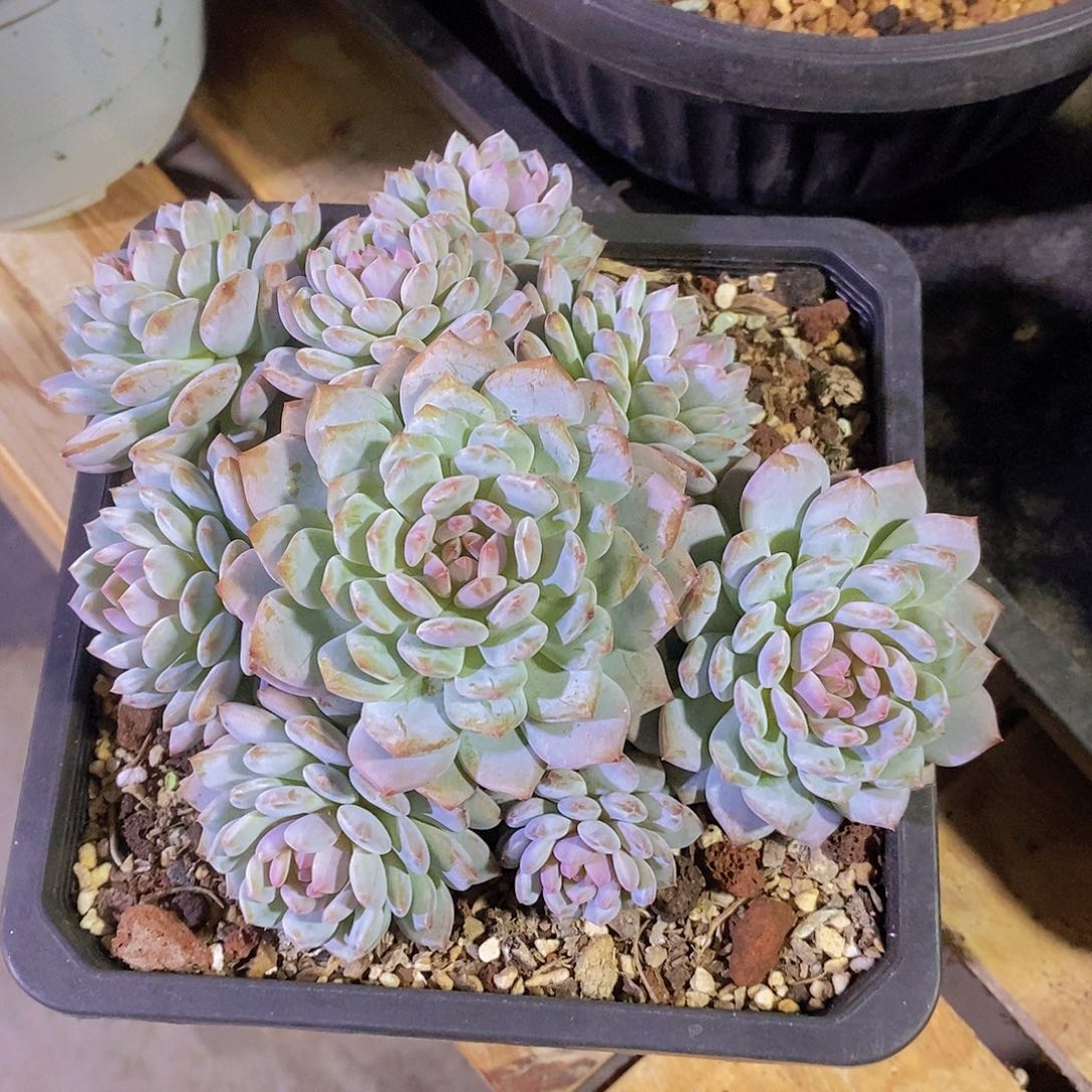 无砍星星橙        