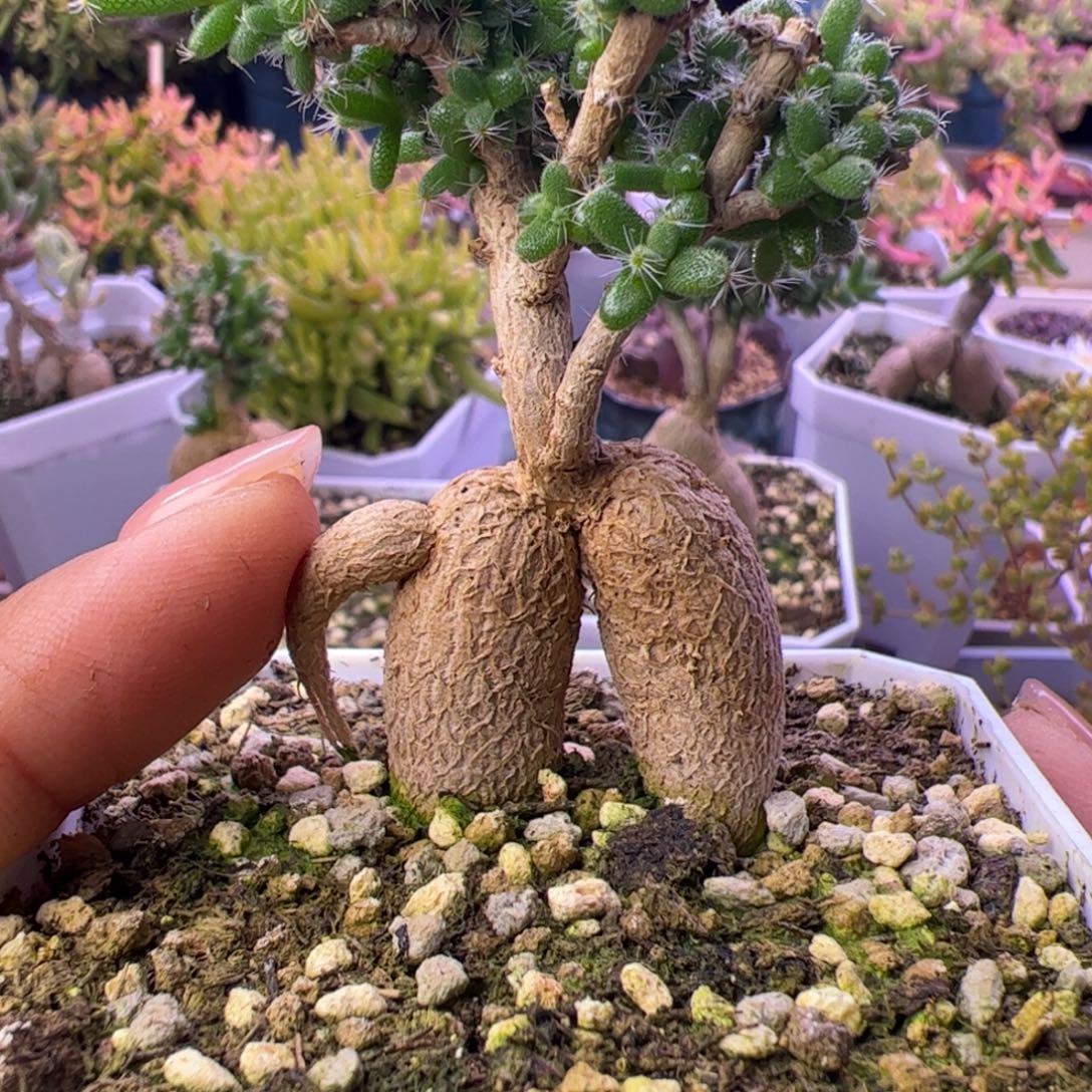 1***1多肉植物姬红小松