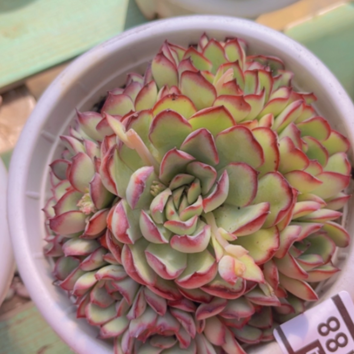 【闪购商品】灵隐04188