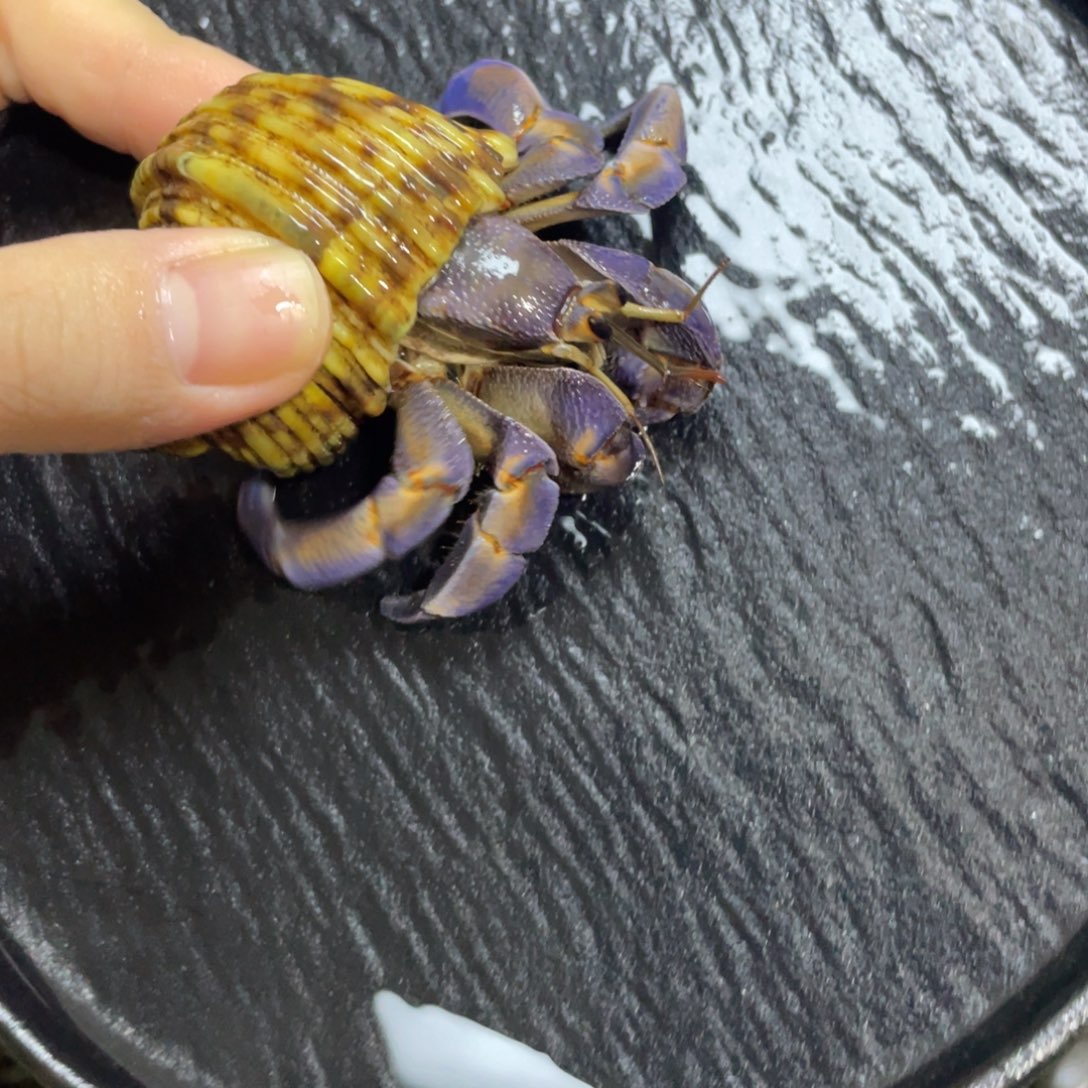 寄居蟹寄居蟹寄居蟹