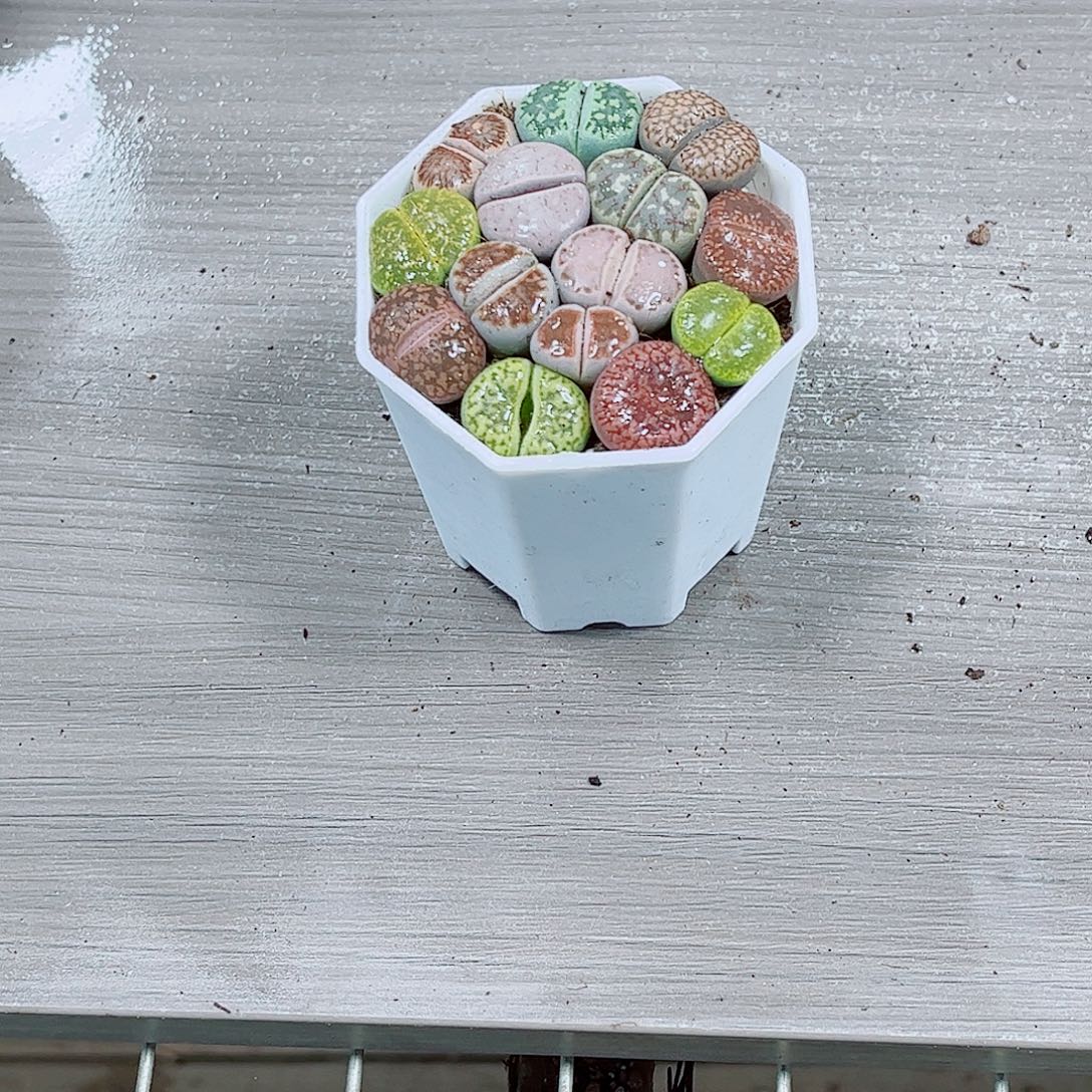 生石花玉露一勿一拍