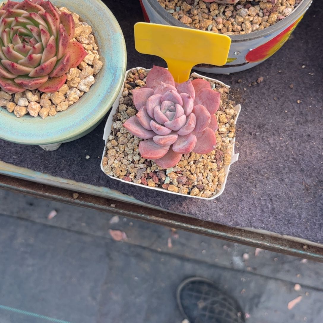 ?*一多肉植物11111古琴