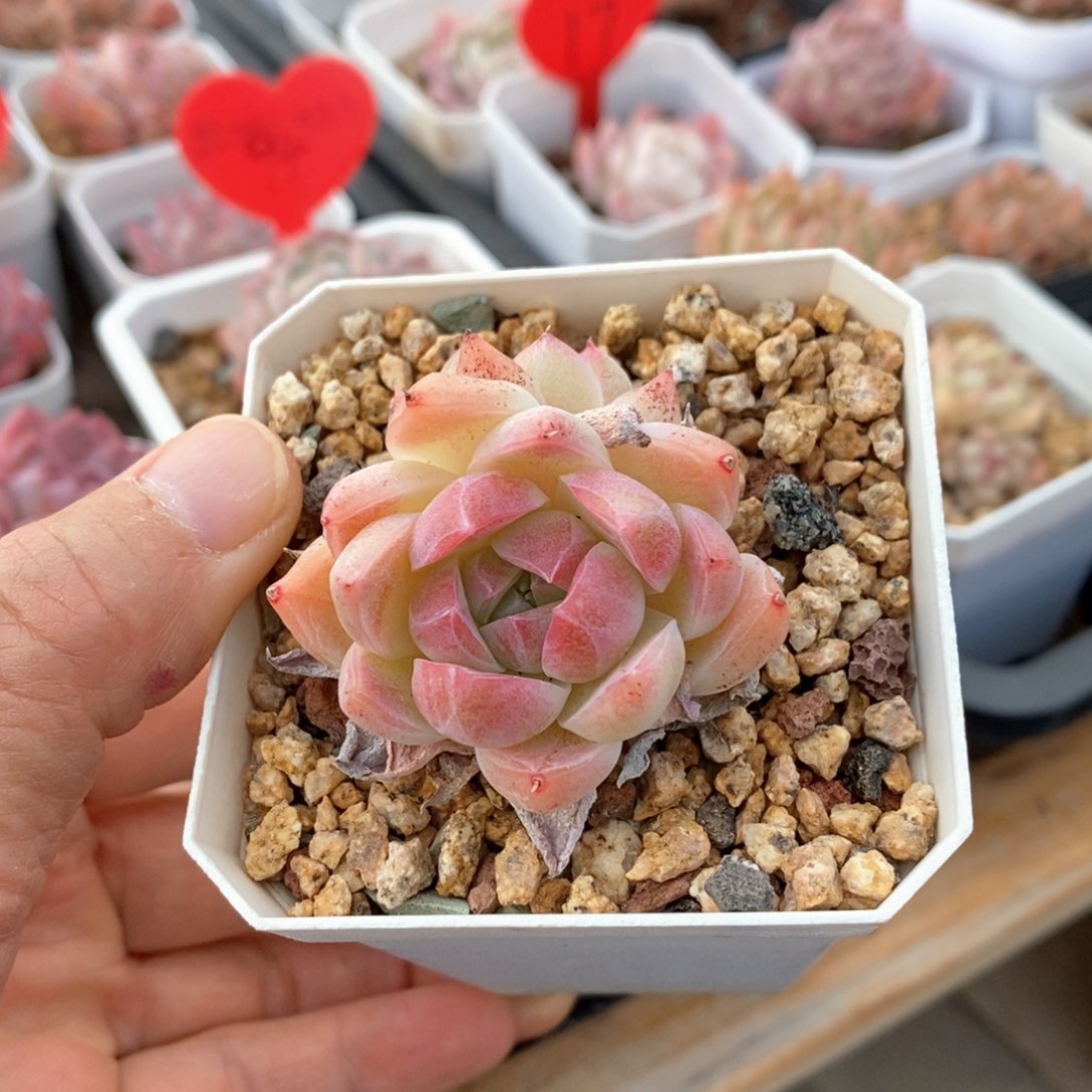 精品多肉一物一拍不包整4