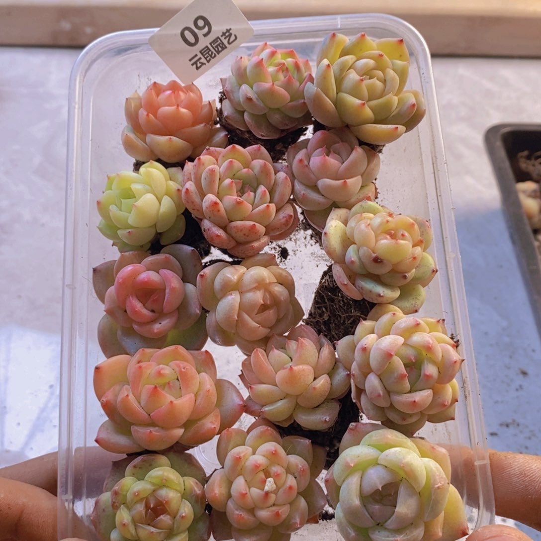 一物一拍。     09