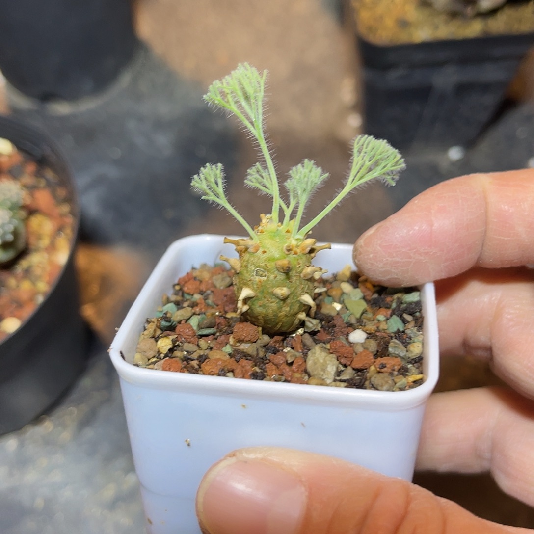 实生白皮月界一物一拍