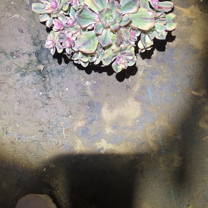 多肉法师植物链接54