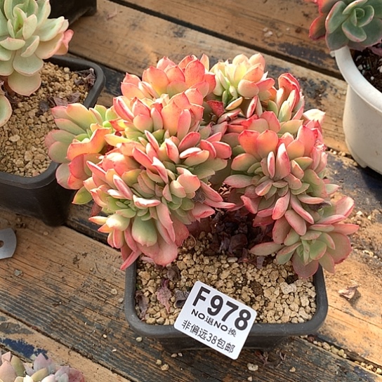 简***单霞光缀化978 亏本处理退款拉黑需延迟发货