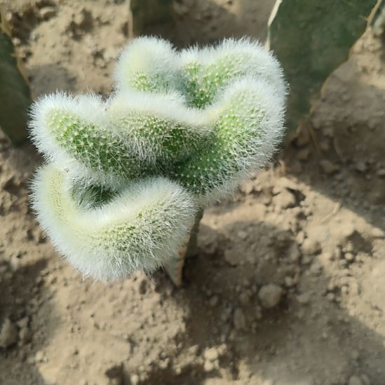 养***趣仙人球九尾狐缀化瑕疵