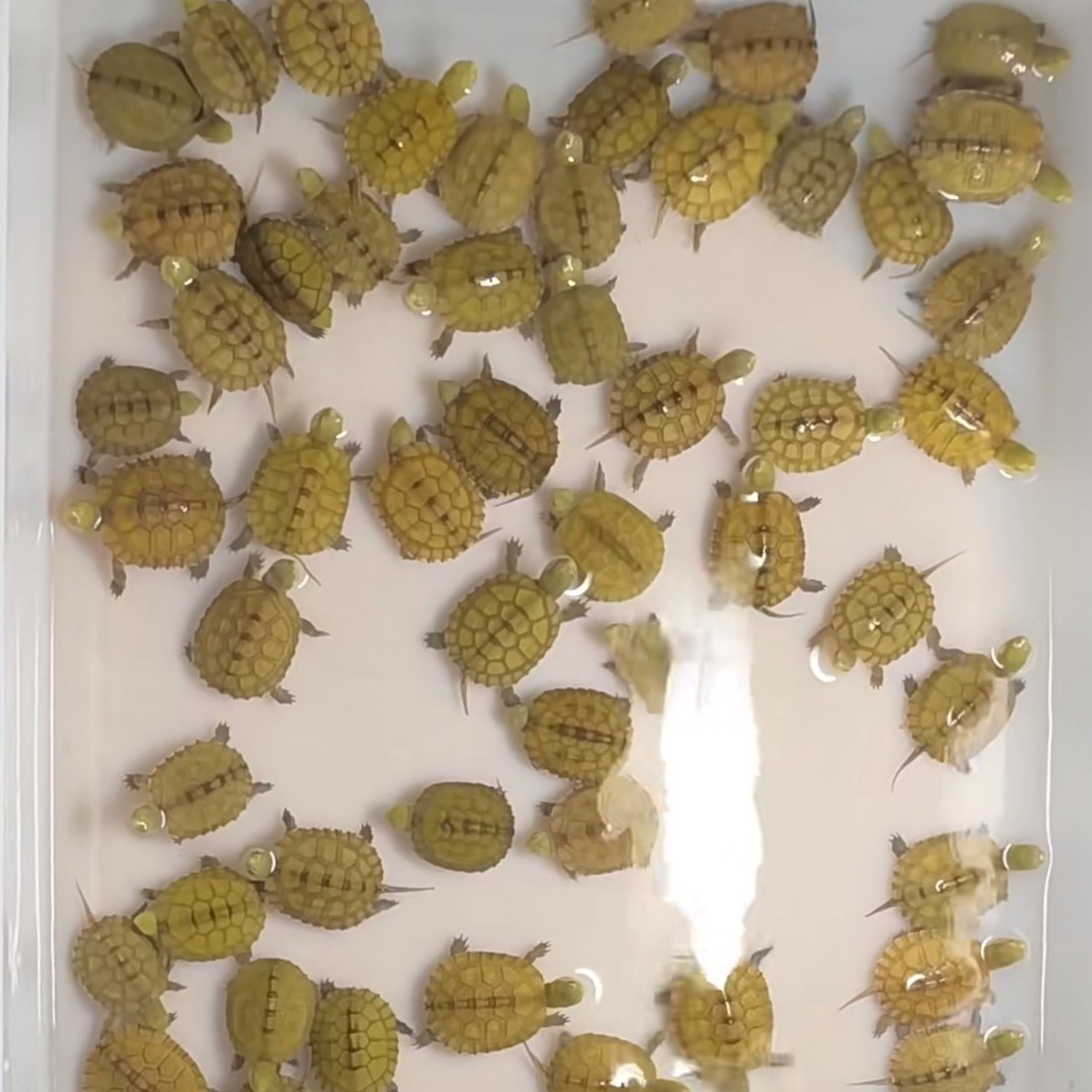 小青龟可爱宠物龟直播选龟专拍链接