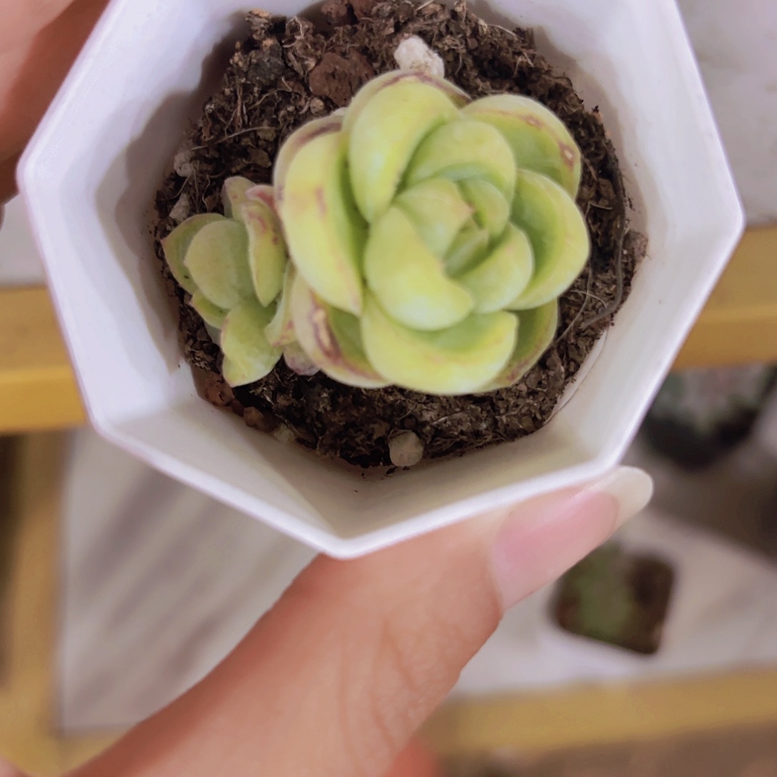 源*精品胖虎多肉植物