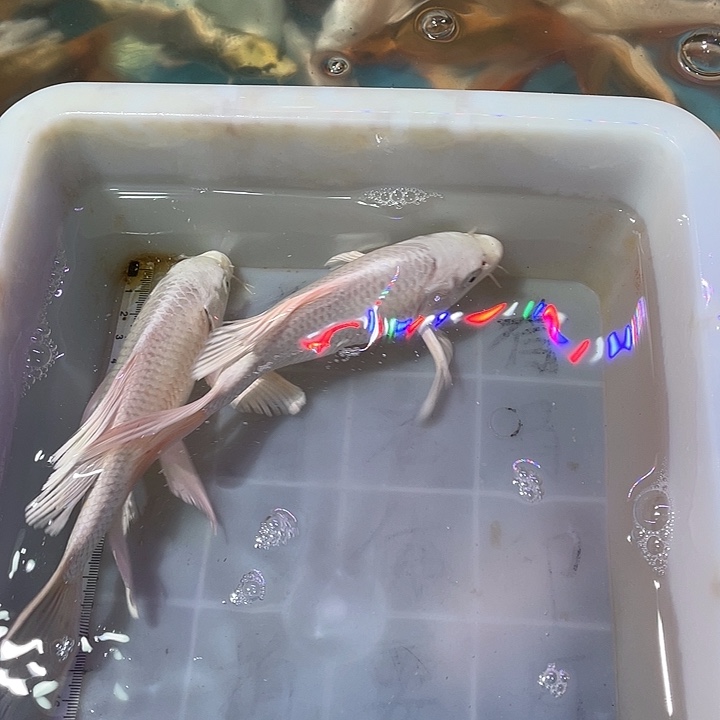 蝴蝶鲤鱼渔场直发28