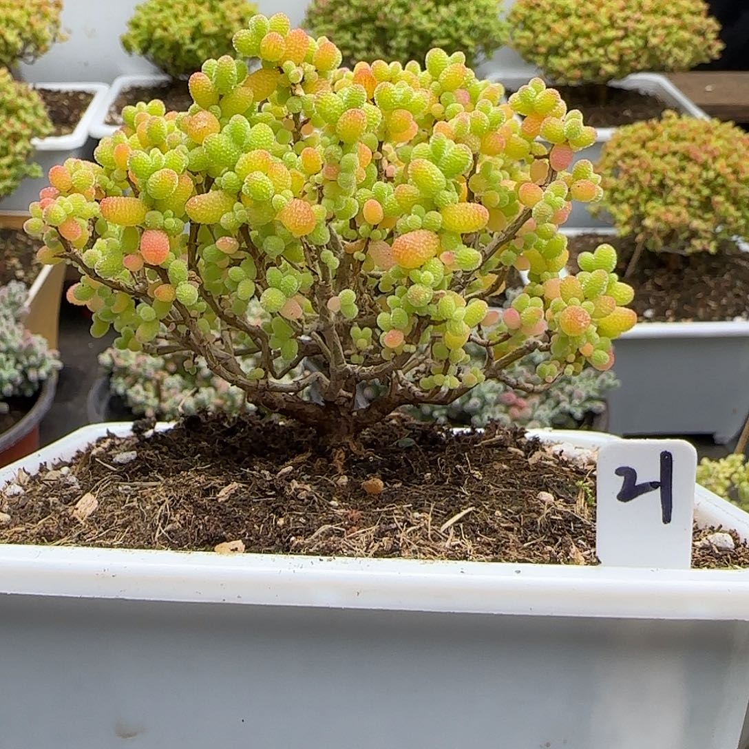 金桔糖球一物一拍