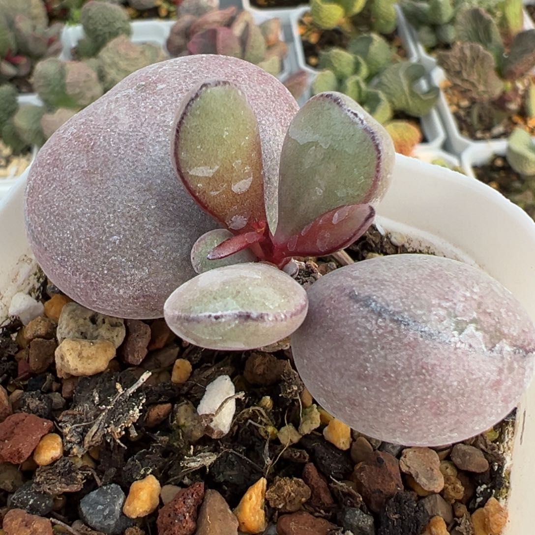 球球紫蛋单头纯木质桩多肉植物