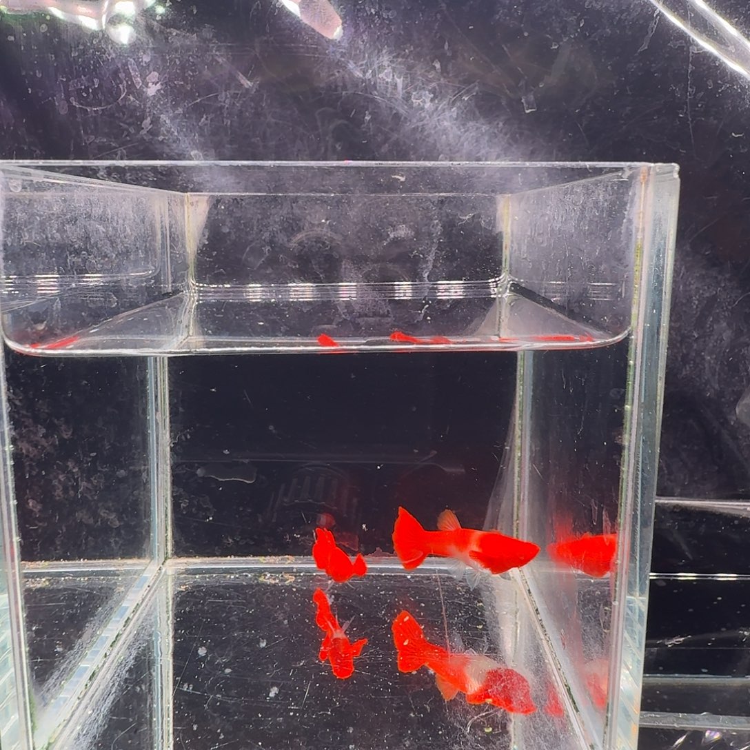 孔雀鱼鸿运当头双份水1对