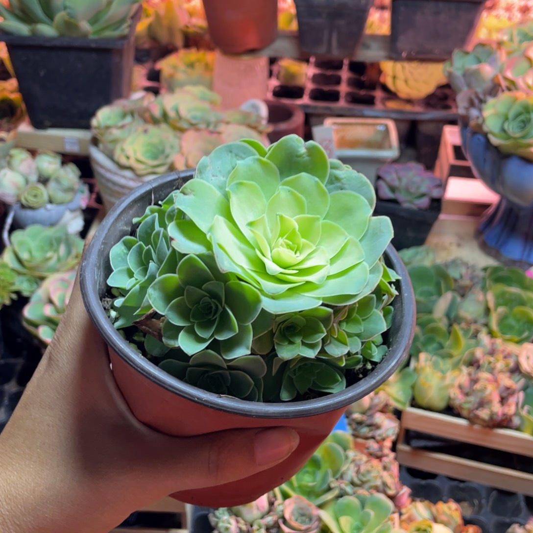 羽***兮多肉植物山地玫瑰105流苏大群不带盆