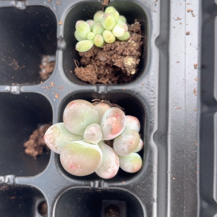 栖***云一我一拍2颗锦满18包邮