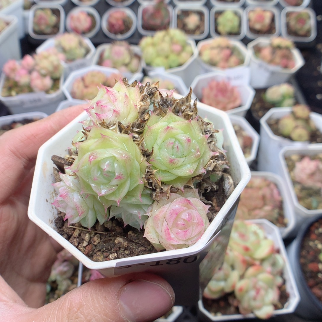 无花朵S180。yyyyyyy