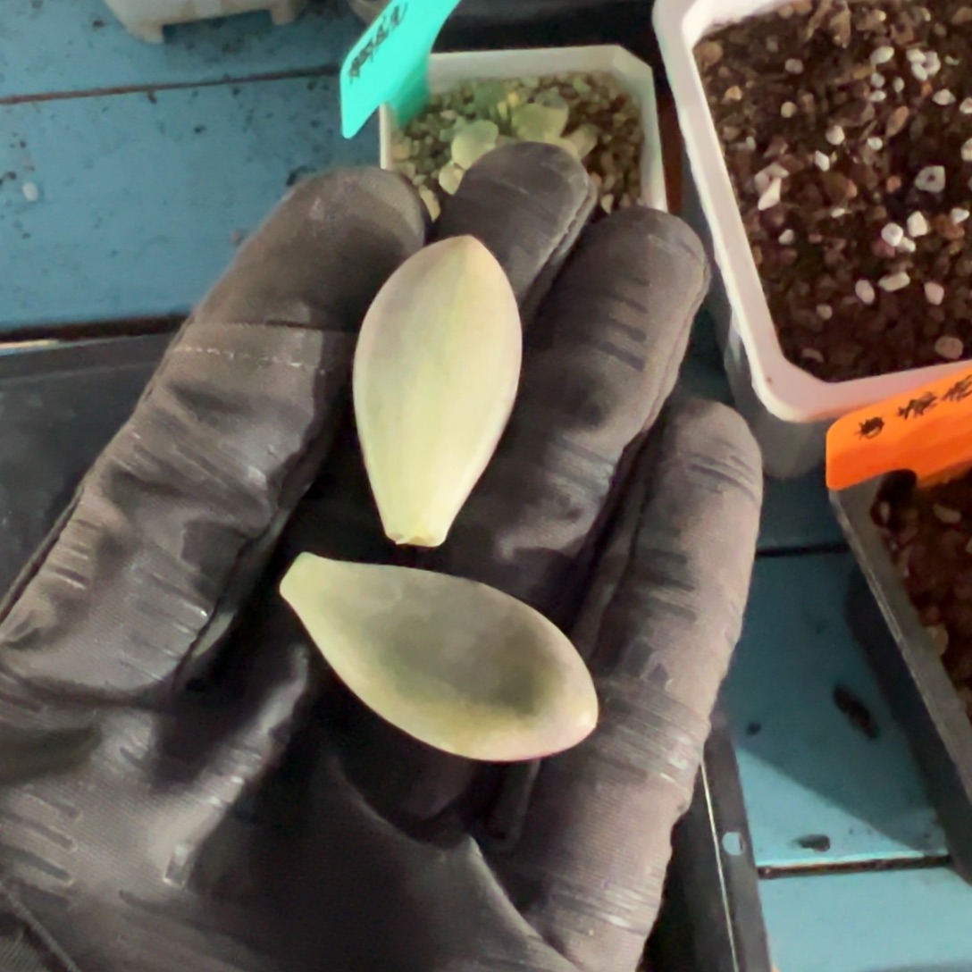 花***菜奶酪锦拉丝叶子两片