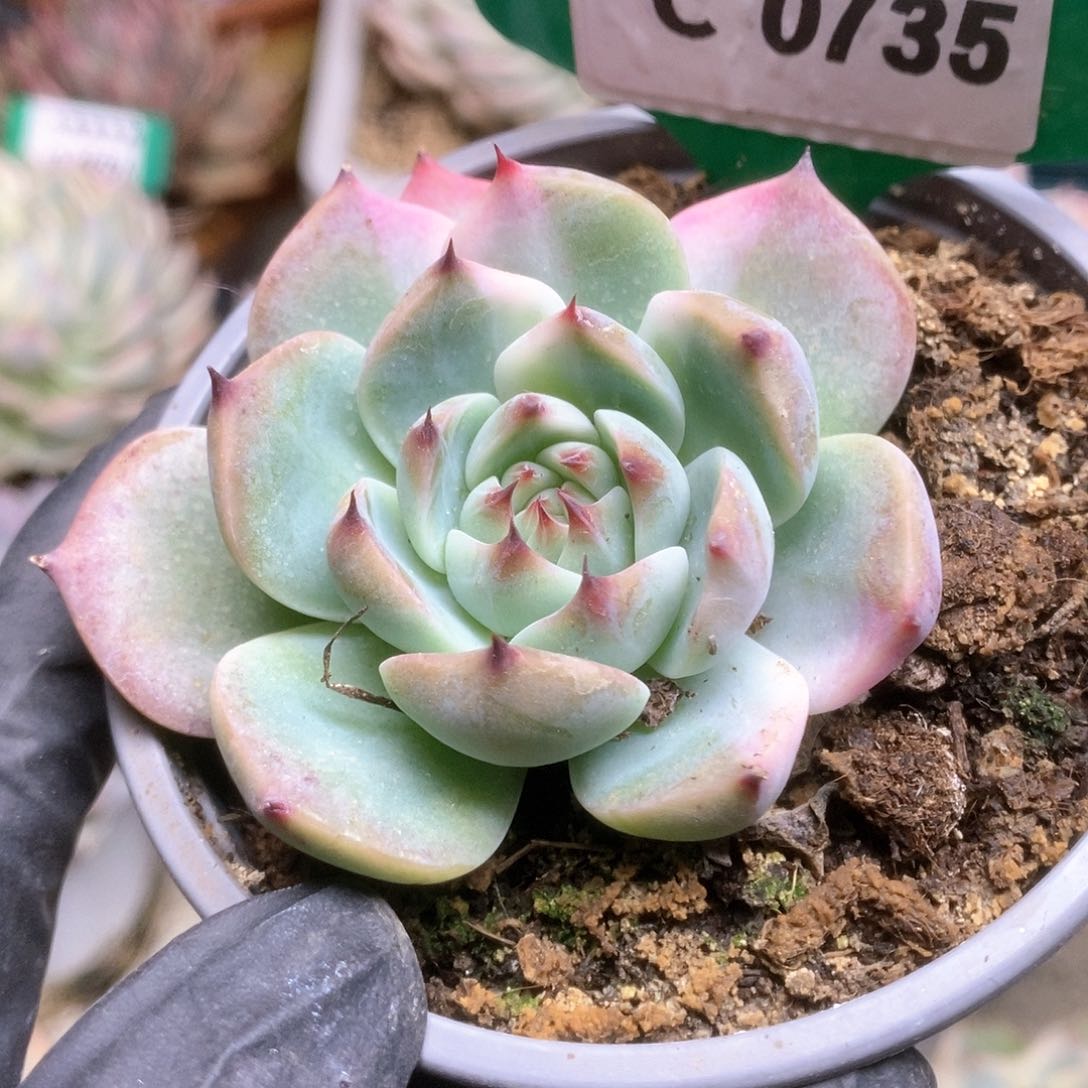 735锦锦锦锦锦锦锦