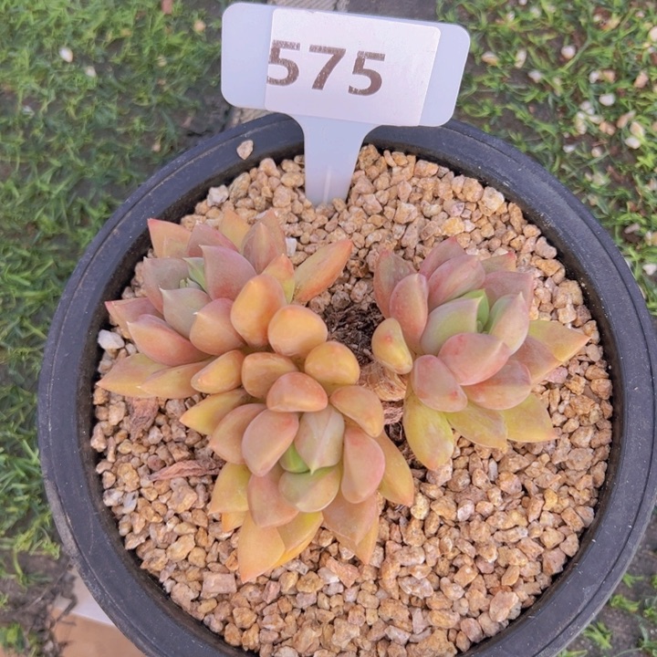 健健康康平平安安