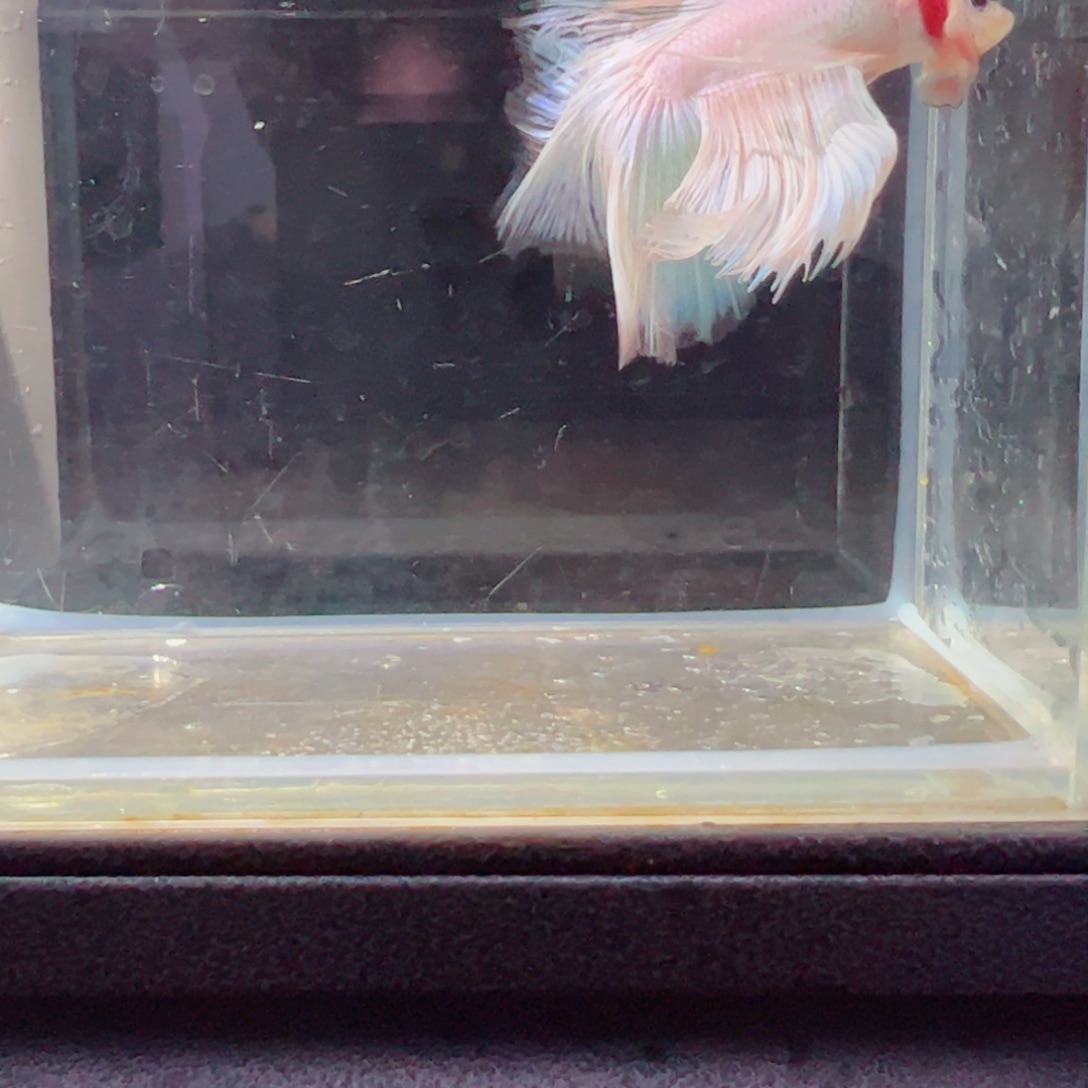 斗鱼浅色特殊尾hhhh