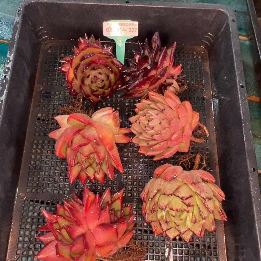 从前慢多肉精选编号0114.327