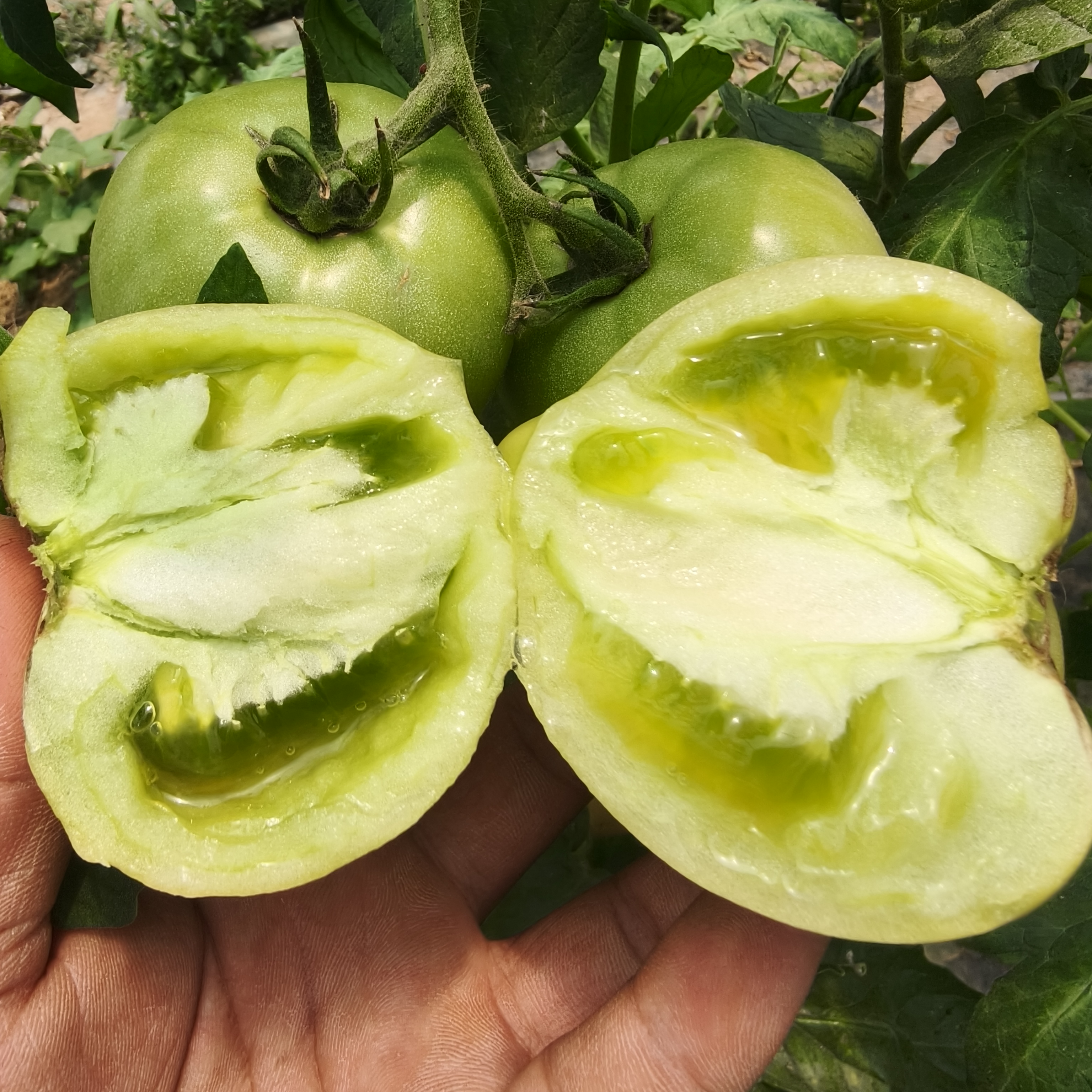 {青番茄}自然成熟水果西红柿