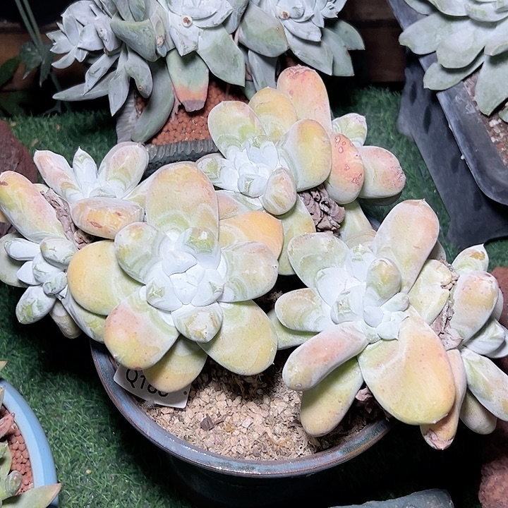 小鹿多肉福利多多帕奇飞图