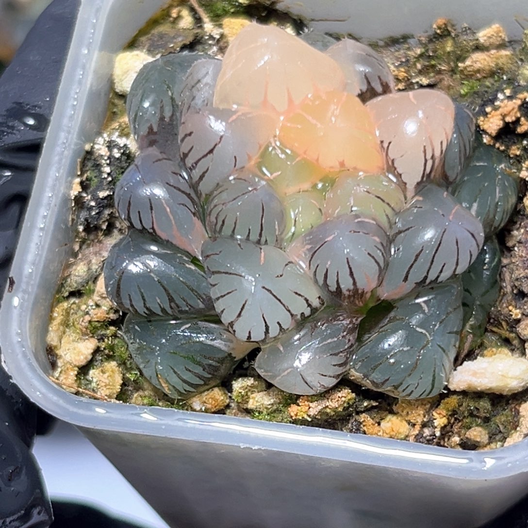 恭喜发财大吉大利4462